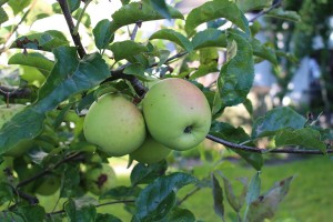 apfelbaum_600