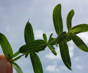 johanniskraut_oeldruesen_blaetter