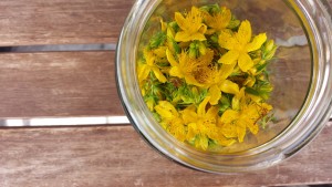 johanniskrautblueten_glas
